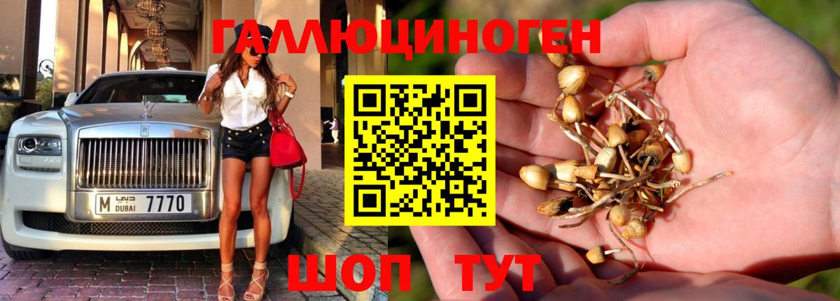 Галлюциногенные грибы Psilocybe Шарыпово